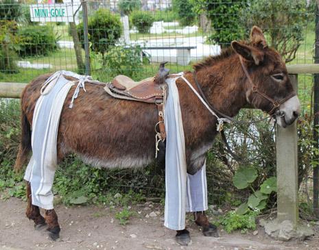 Photo n°2 : Les ânes en culotte de l'Ile de Ré